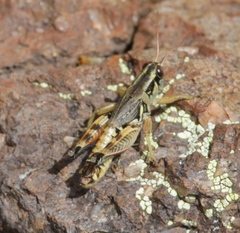 Melanoplus glaucipes