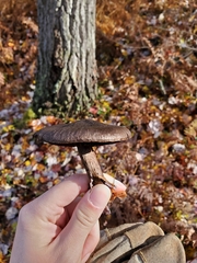 Cortinarius violaceus