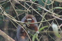 Plecturocebus ornatus