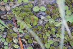 Salvinia