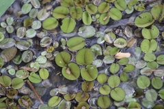 Salvinia