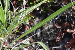 Crepis atribarba