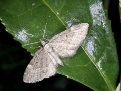 Eupithecia subfumosa