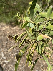 Acacia leiocalyx