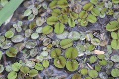 Salvinia