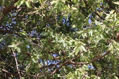 Celtis laevigata