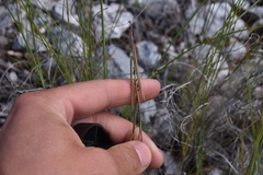 Boechera retrofracta