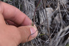 Boechera retrofracta