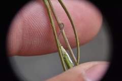 Boechera retrofracta