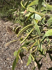 Acacia leiocalyx
