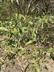 Acacia leiocalyx