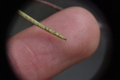 Boechera retrofracta