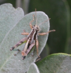 Phaedrotettix palmeri