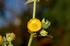 Allowissadula lozanoi