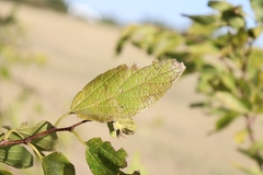 Celtis laevigata