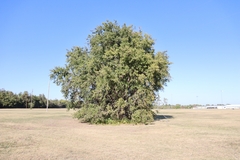 Celtis laevigata