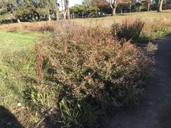 Persicaria decipiens