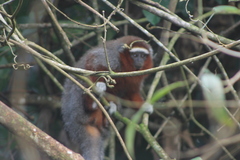 Plecturocebus ornatus