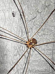 Leiobunum bimaculatum