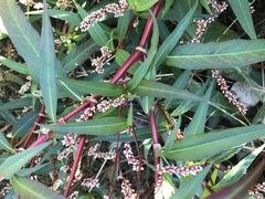 Persicaria decipiens