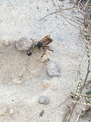 Tachytes guatemalensis