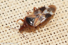 Anthocoris nemoralis