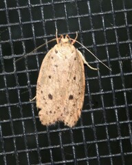 Prionocris protoxantha