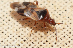 Anthocoris nemoralis