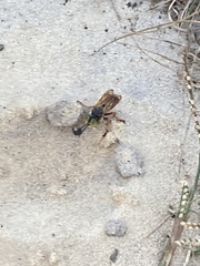 Tachytes guatemalensis