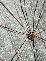 Leiobunum bimaculatum