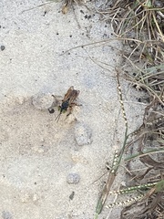 Tachytes guatemalensis