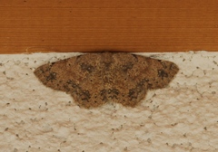 Scopula plantagenaria