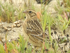 Calcarius pictus