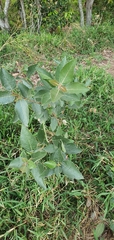 Ficus opposita