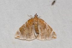 Eulithis molliculata