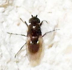 Limosininae