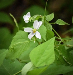Viola canadensis