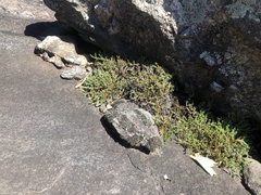 Selaginella rupestris