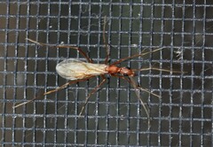 Leptomyrmex