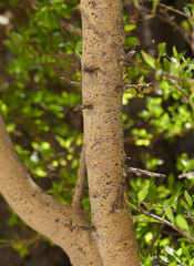 Forestiera pubescens pubescens