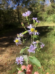 Symphyotrichum puniceum puniceum