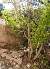 Forestiera pubescens pubescens