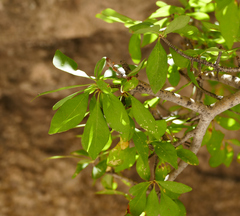 Forestiera pubescens pubescens