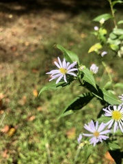 Symphyotrichum puniceum puniceum