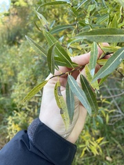 Salix petiolaris