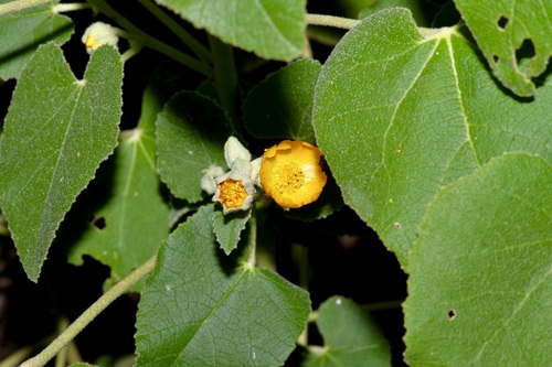Allowissadula lozanoi, photograph 6