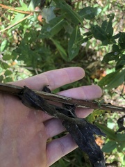 Symphyotrichum puniceum puniceum