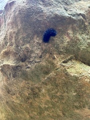 Pyrrharctia isabella