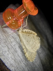 Epirrita viridipurpurescens