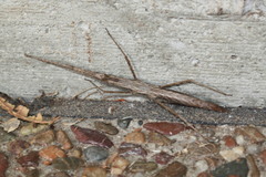 Pachymorpha